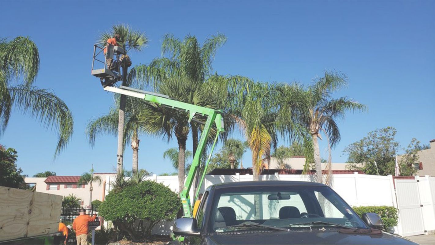 Tree Trimming – Yes, We Are the Experts You Require! Apopka, FL