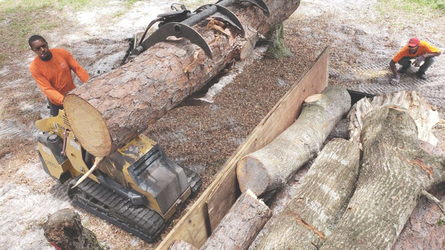Choose Our Trusted Tree Removal Services Apopka, FL