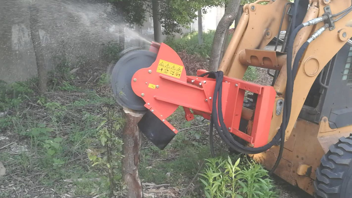 For Reliable Stump Grinding Services, Hire Us! Apopka, FL