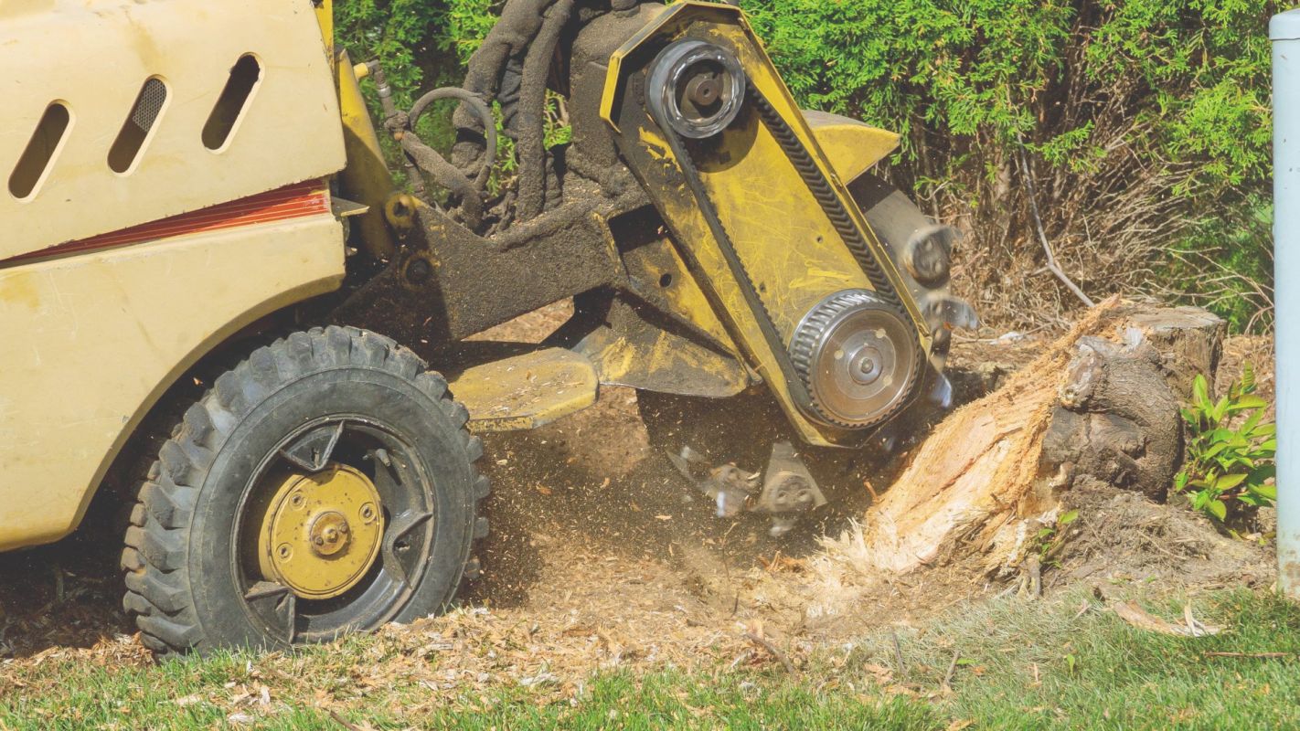 Known for Our Professional Stump Grinding Services Apopka, FL