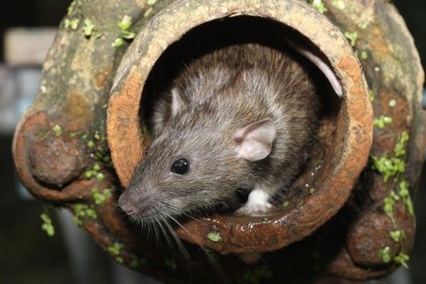 Best Rodent Removal Service Queens NY