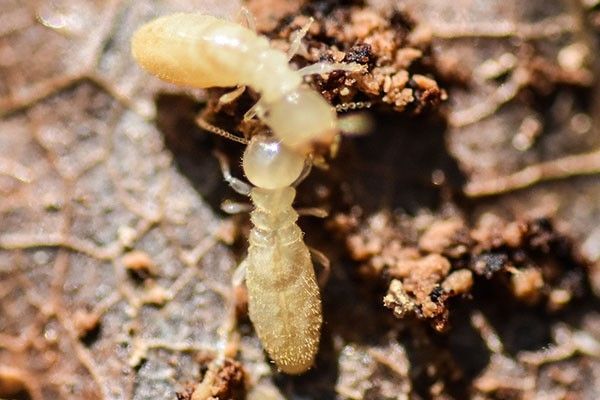 Termites Control Bronx NY