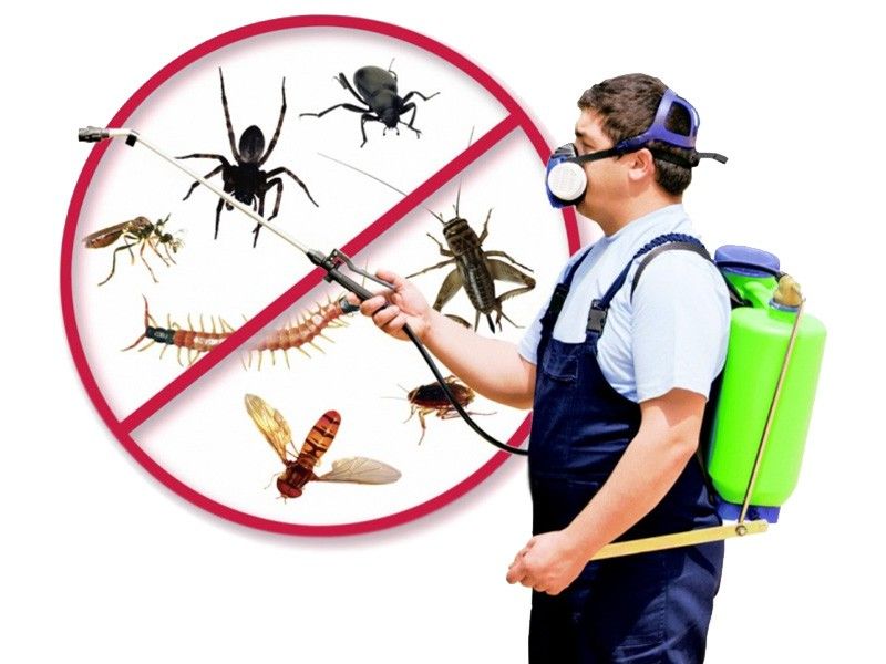 Benefits Of Hiring Our Termite Control Services