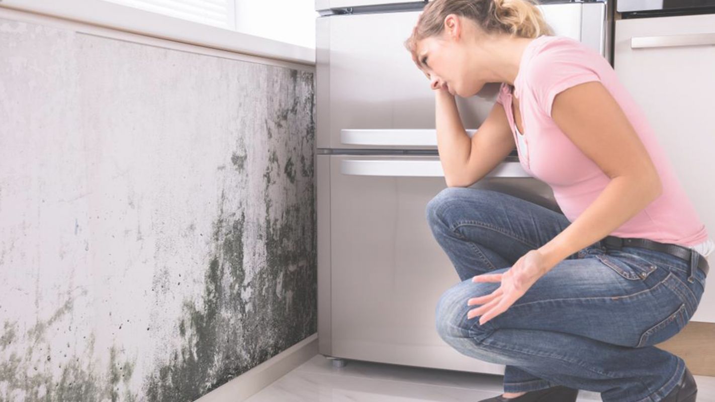 Helpful Mold Damage Remediation in Tolland, CT