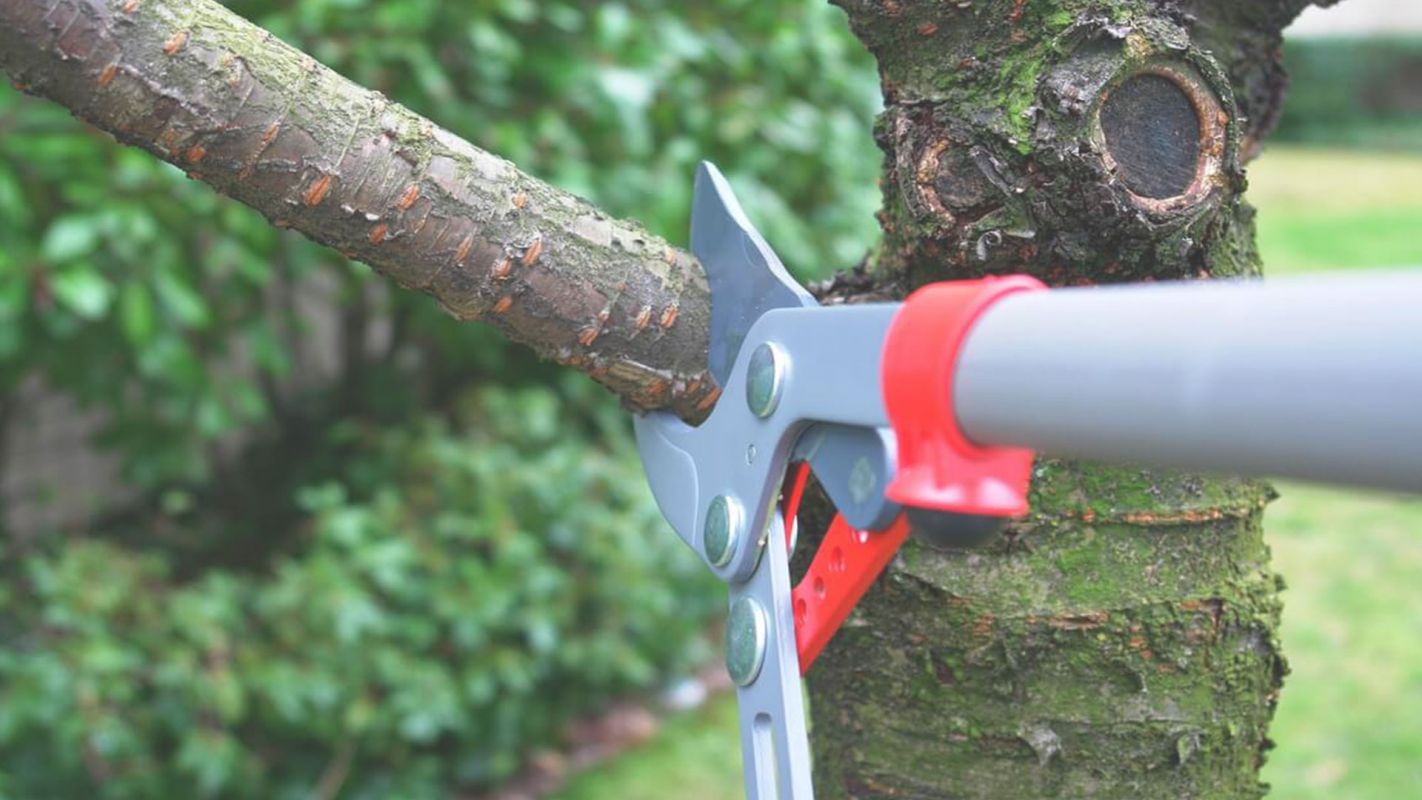 Affordable Tree Trimming Services in Altamonte Springs, FL