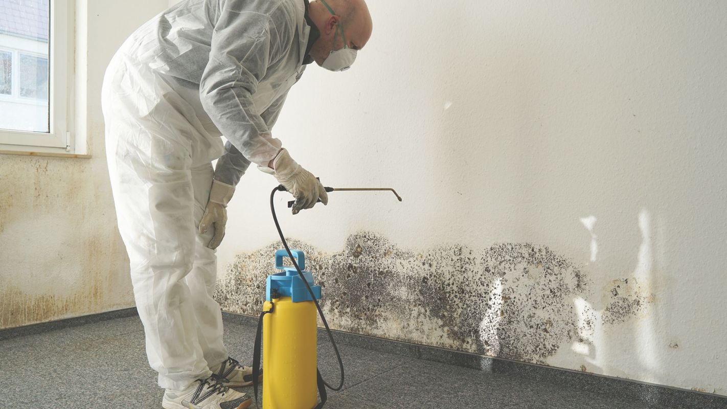 Need Affordable Mold Removal Services? Tijeras, NM