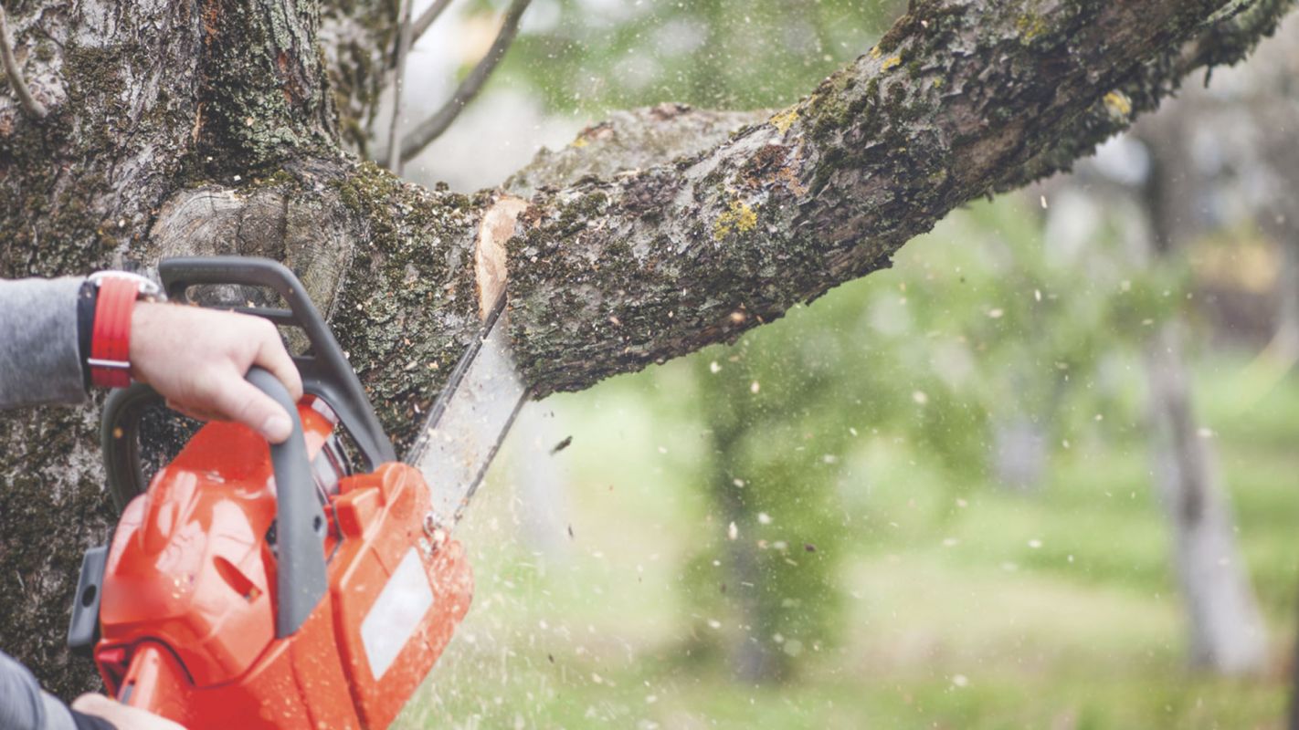 Best Tree Removal Services-Cutting the Unwanted Trees Decatur, GA