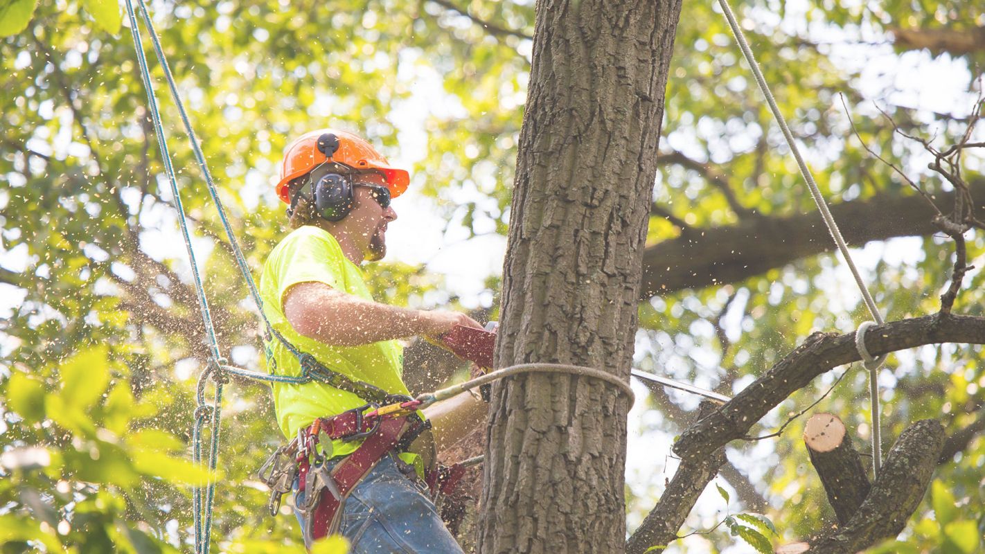 Tree Services-Complete Tree Removal Stone Mountain, GA