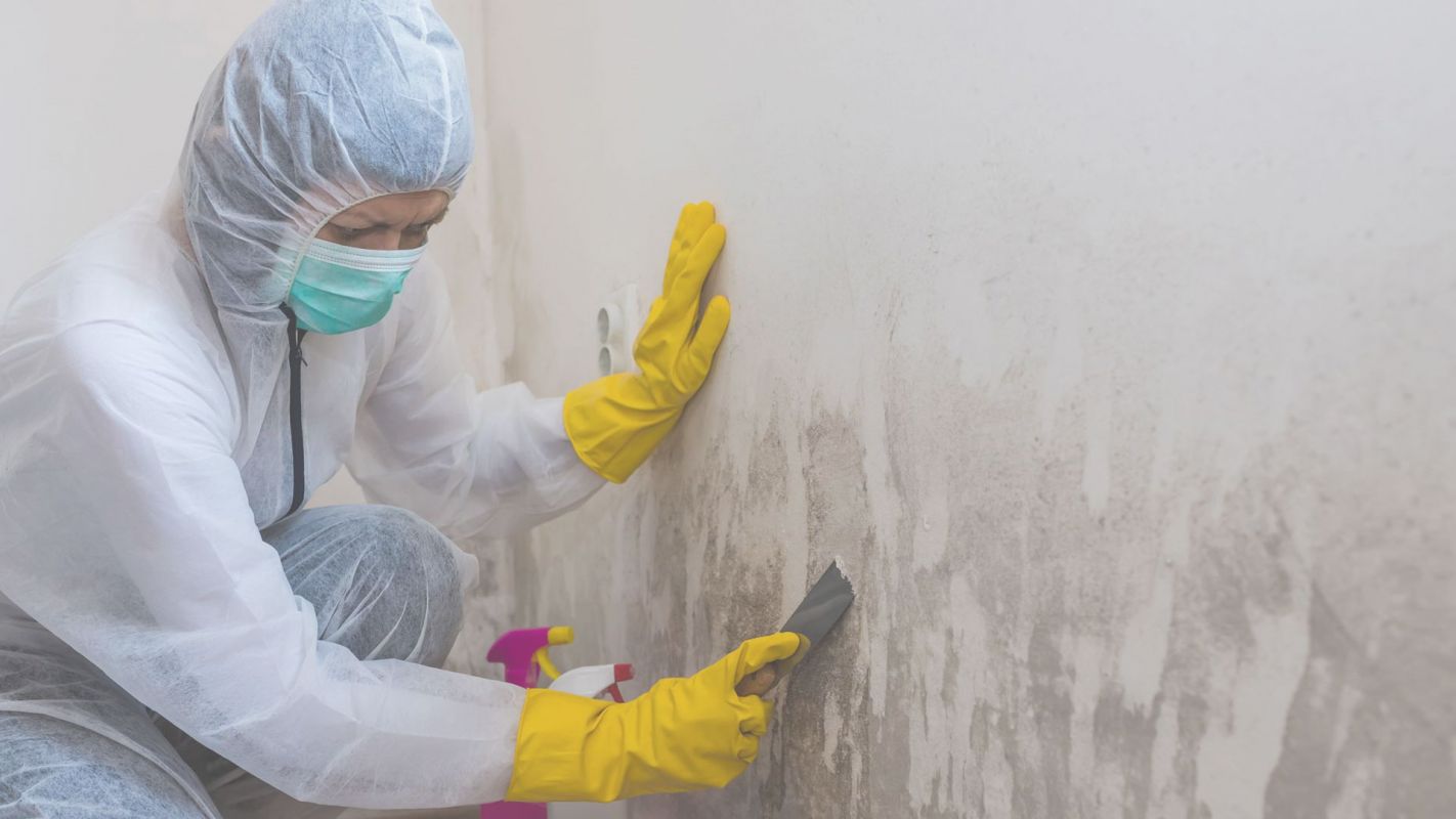 We’re the Best Mold Removal Company in your Town! Albuquerque, NM