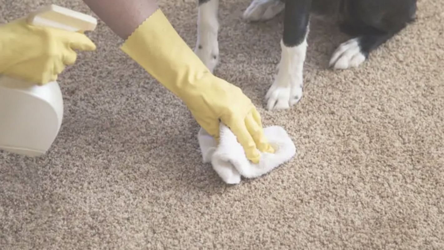 Professional Pet Urine Odor Removal Service in Parma, OH