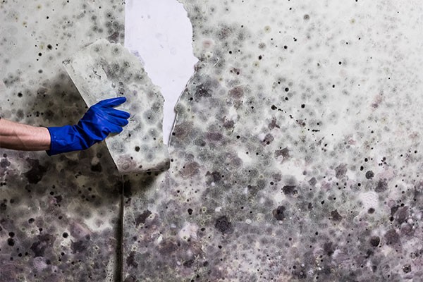 Mold Removal Services Dunwoody GA