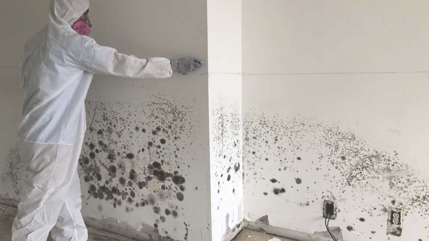 Commercial Mold Removal Is What We Do the Best Huntington Park, CA