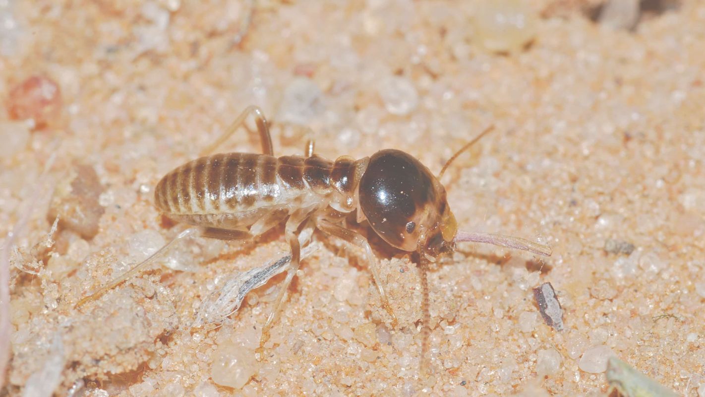 Need Termite Extermination Services? Call Us!