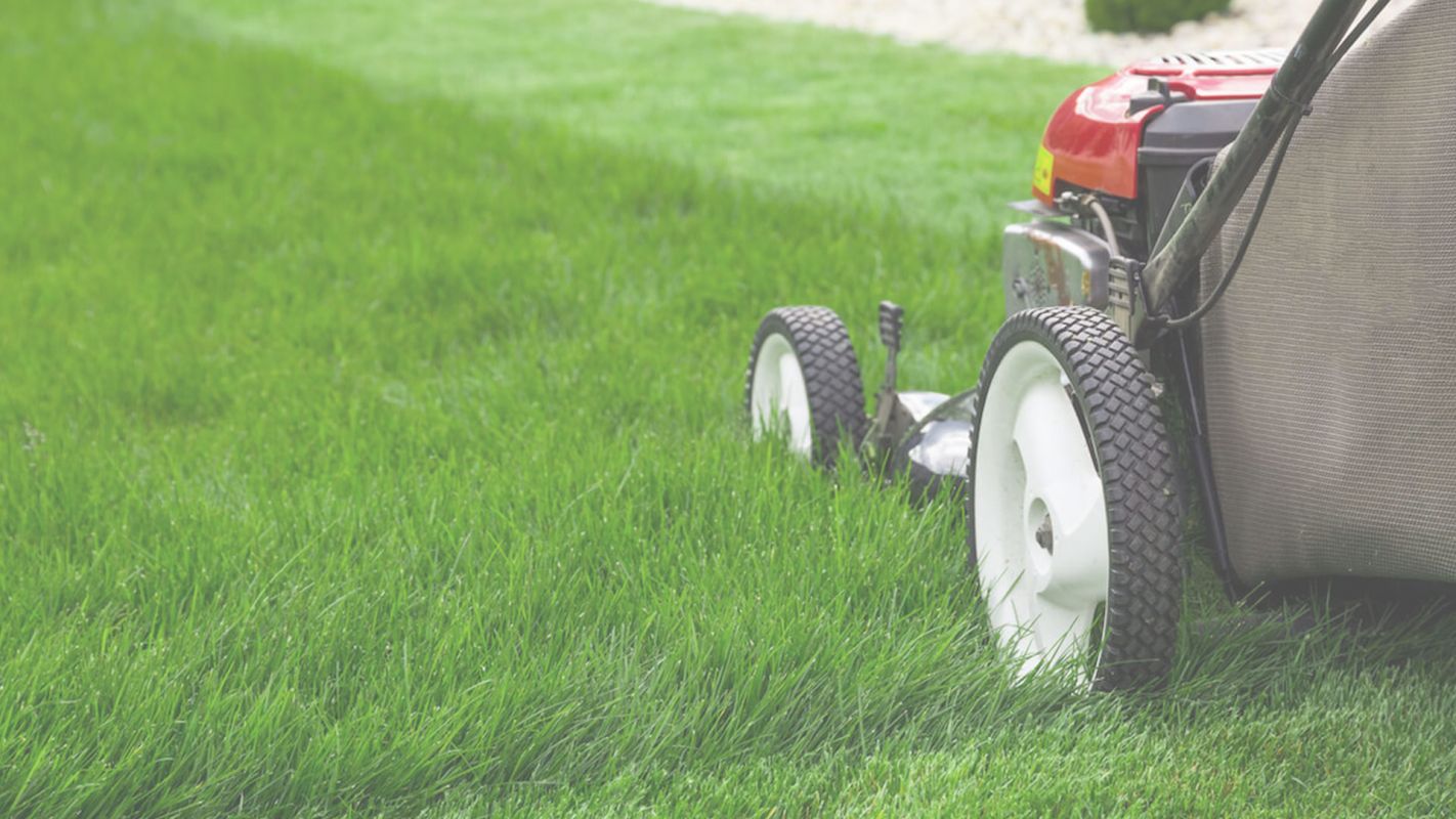 Looking for Residential Lawn Care Near Me,