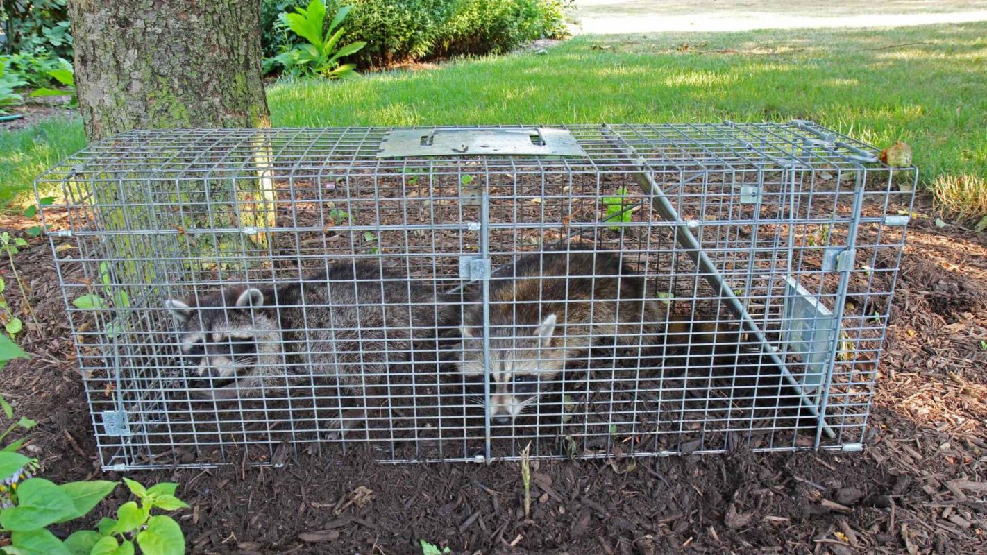 Pro Wildlife Removal Services in Norfolk, VA