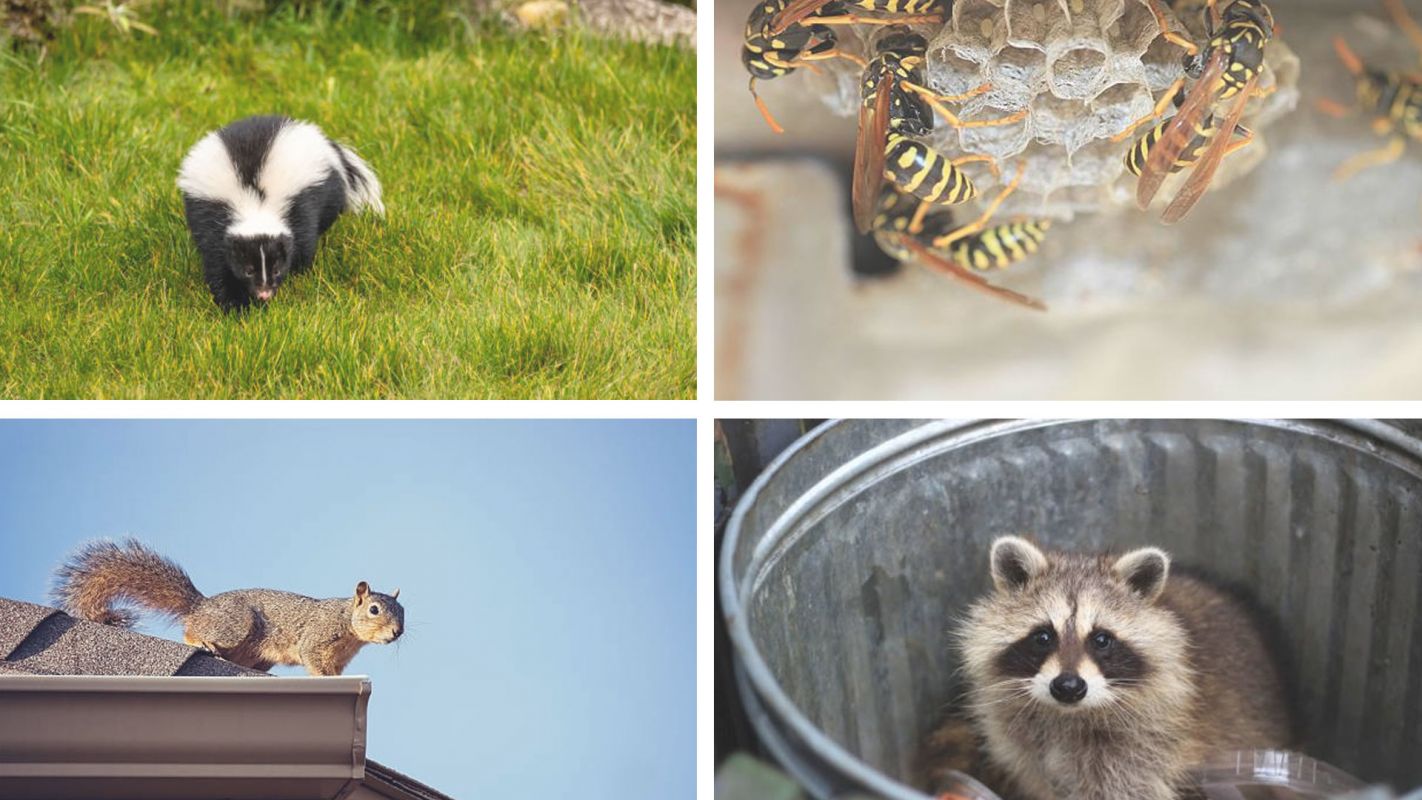 Minimal Cost for Wildlife Extermination Services Chesterfield, VA
