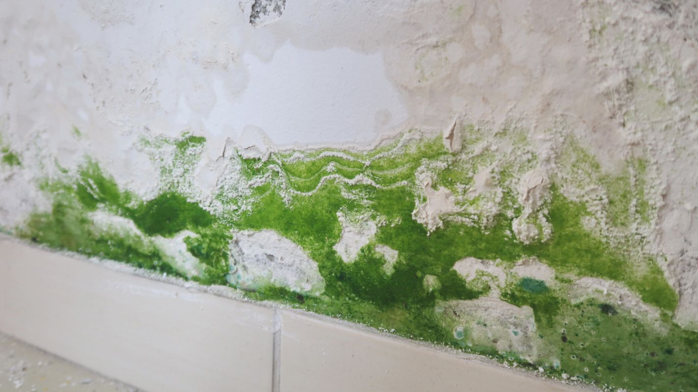 Our Mold Mitigation Services Helps You Live Risk-Free Greeley, CO