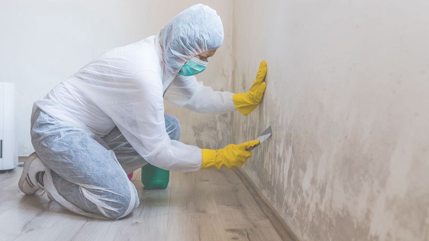 Mold Remediation Services – We Are Your Health Saviors! The Bronx, NY