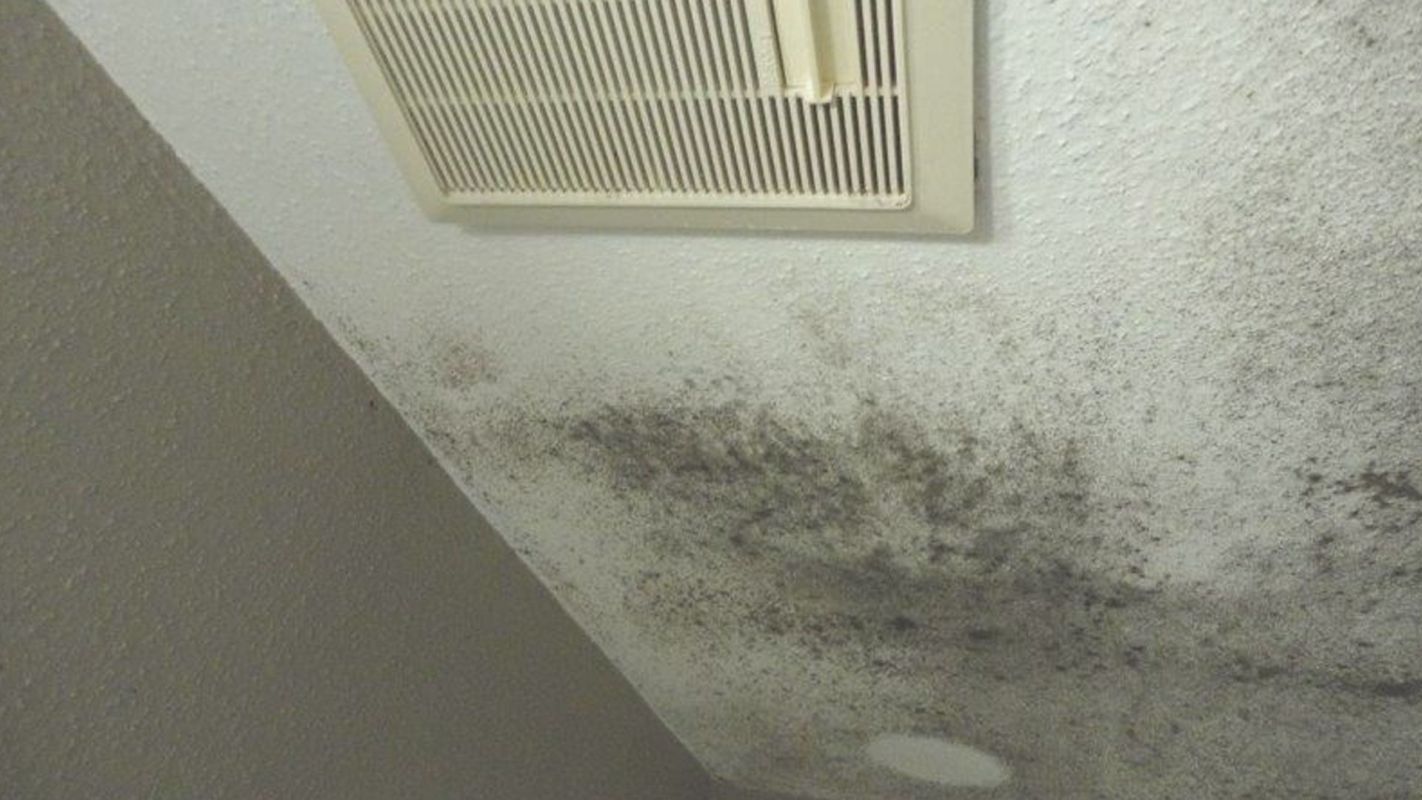 Mold Inspection Services – Be Sure Your Home is Healthy!
