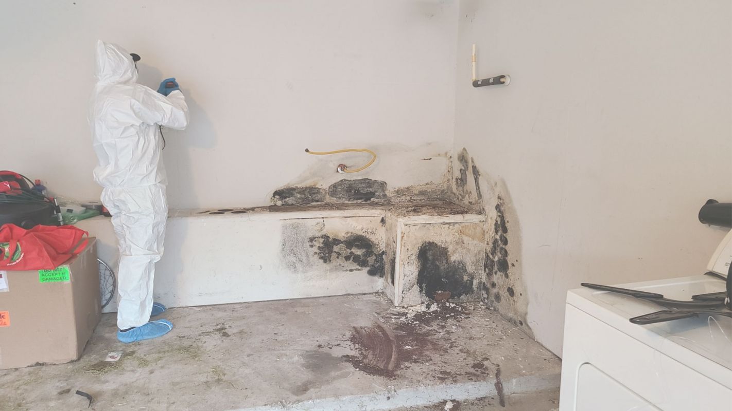 Conroe, TX’s Extremely Reliable & Professional Mold Removal Conroe, TX