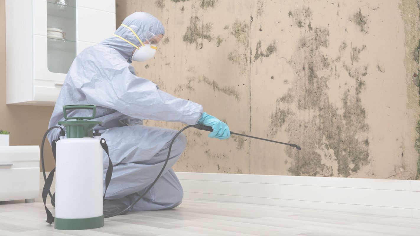 Finest Low Cost Mold Remediation Wellbeing of Your Property! The Woodlands, TX