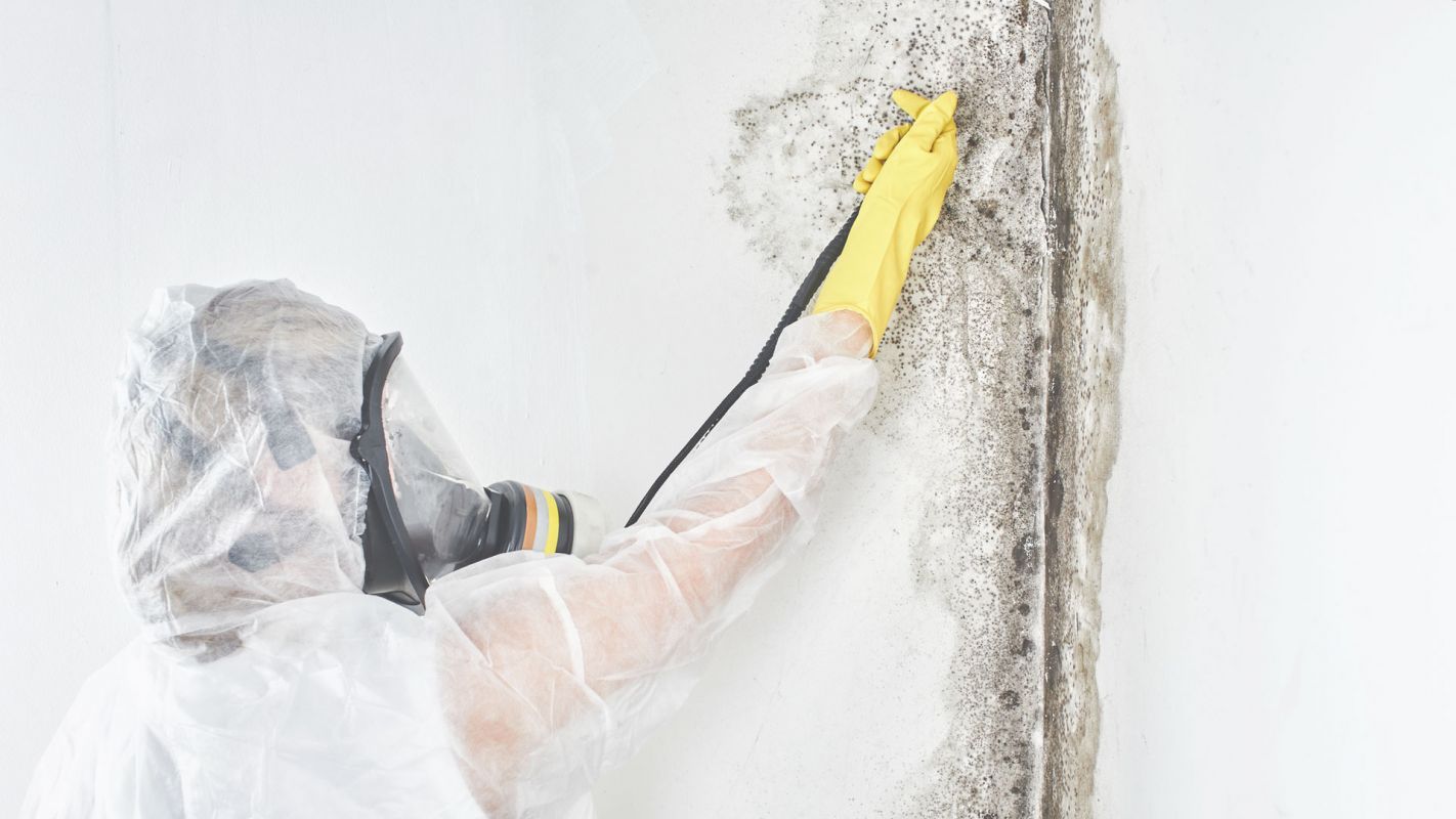 Mold Removal Services – Eliminating Mold from Your Home & Office! Roselle, NJ