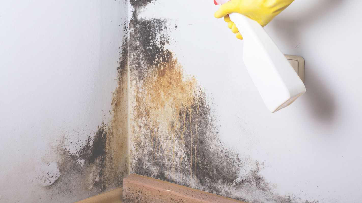 Residential Mold Remediation Services for a Clean Living Environment! Mansfield, MA