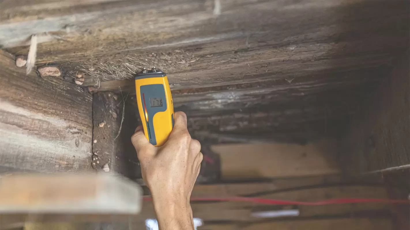 Professional Mold Testing from Attic to Foundation White Plains, NY