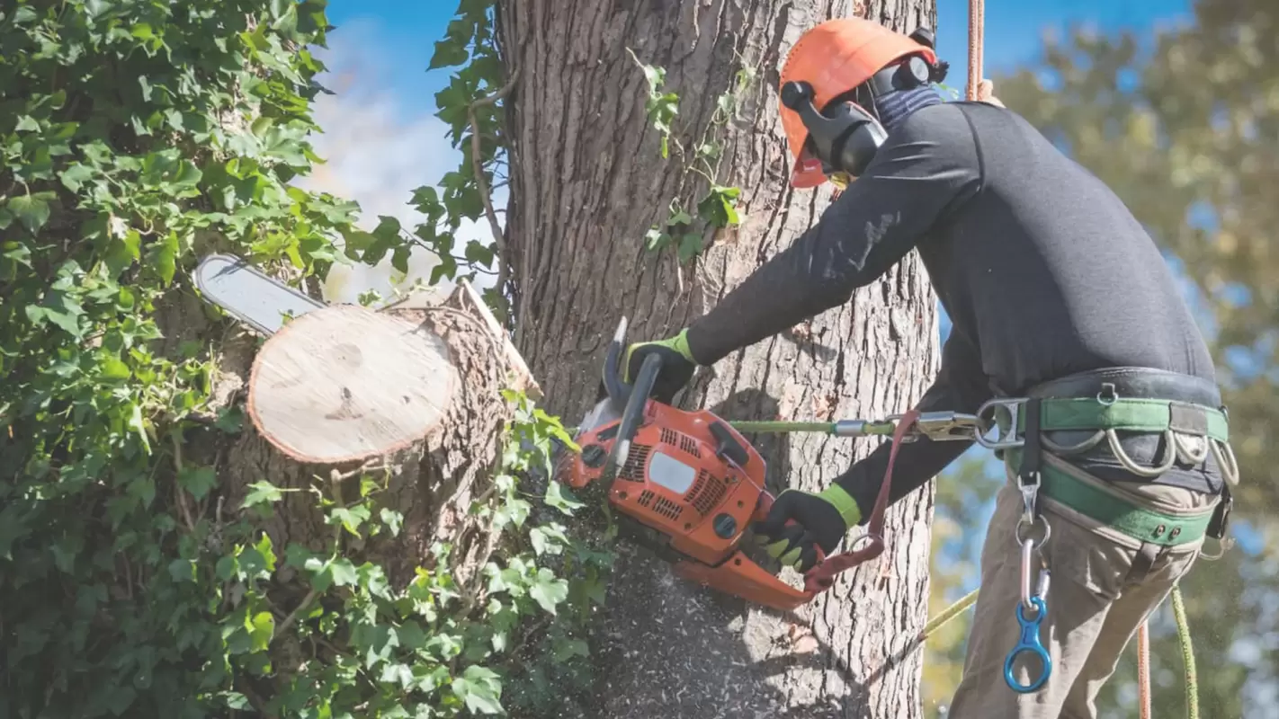 Your Own Tree Care Men Offer Premier Tree Removal Services Bath, PA