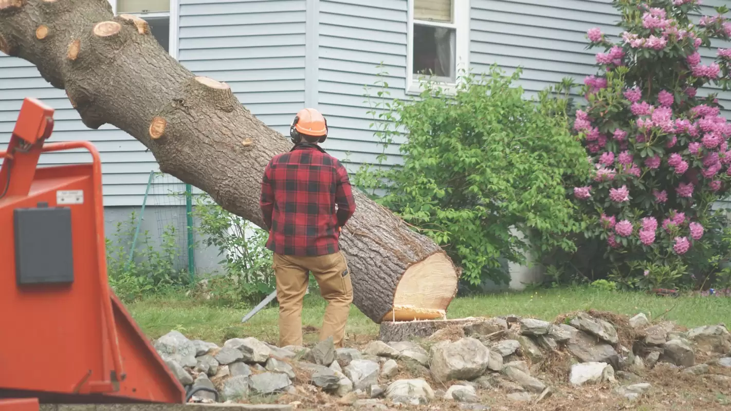 Let Our Experts Manage Service for Residential Tree Removal! Bath, PA