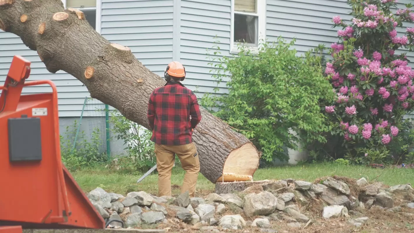 Residential Tree Removal - Leave the Unwanted Trees to Us! Easton, PA