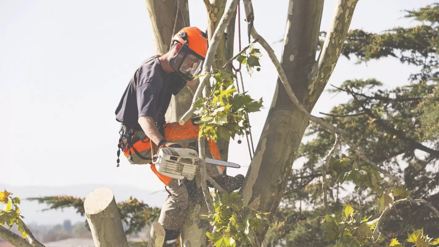 Commercial Tree Pruning - Healthy Trees, Healthy Business Easton, PA