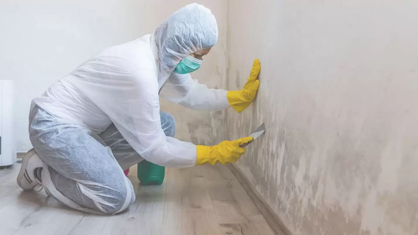 The Residential Mold Remediation Cost That is Worth Investing Manhattan NY