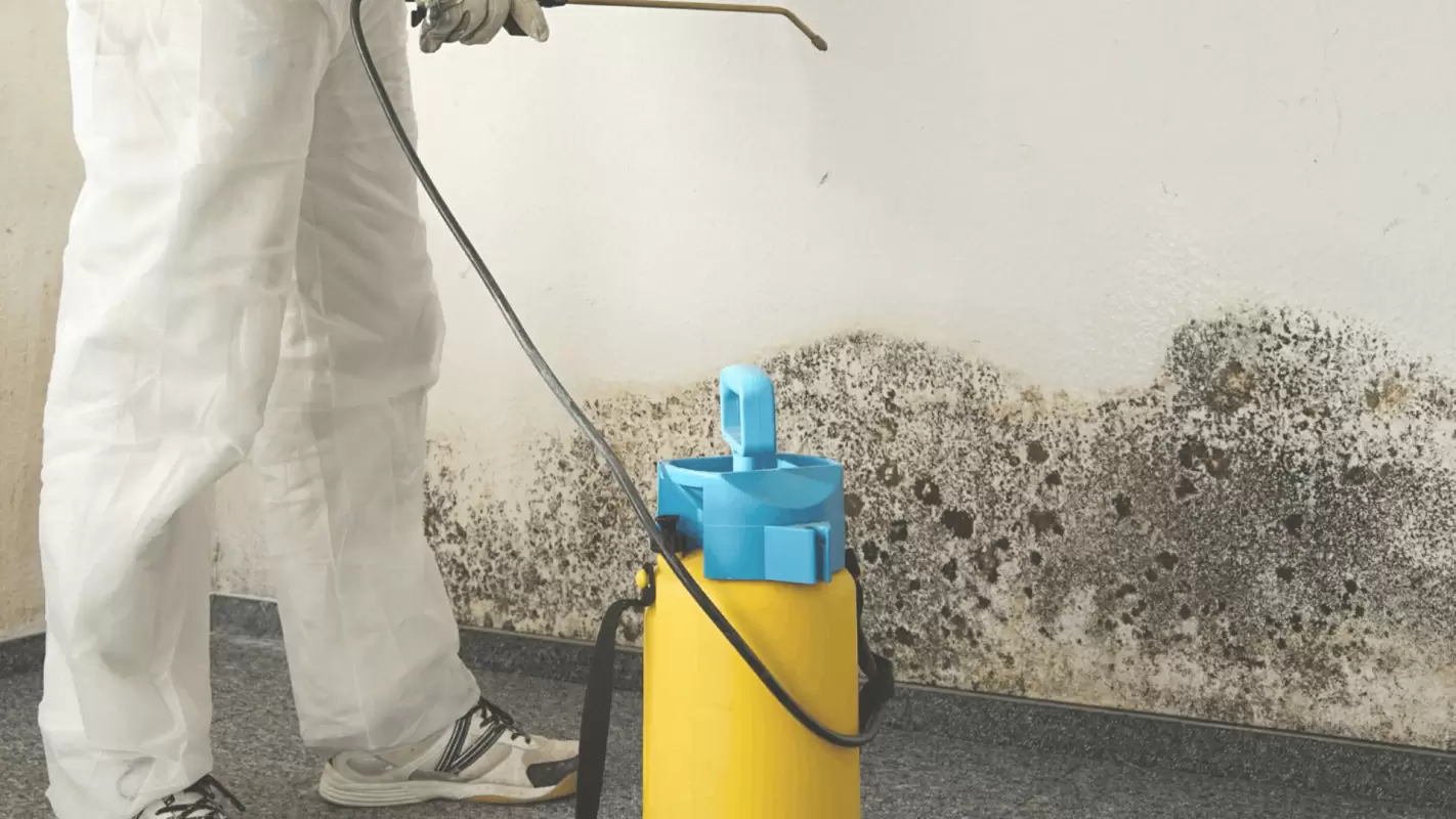 Our Certified Experts offer the Best Mold Remediation Cost Manhattan, NY