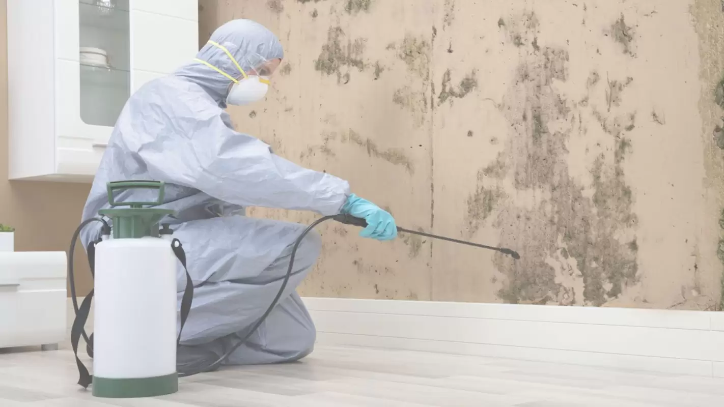 Mold Remediation Services to Stop Mold Growth! Conroe, TX
