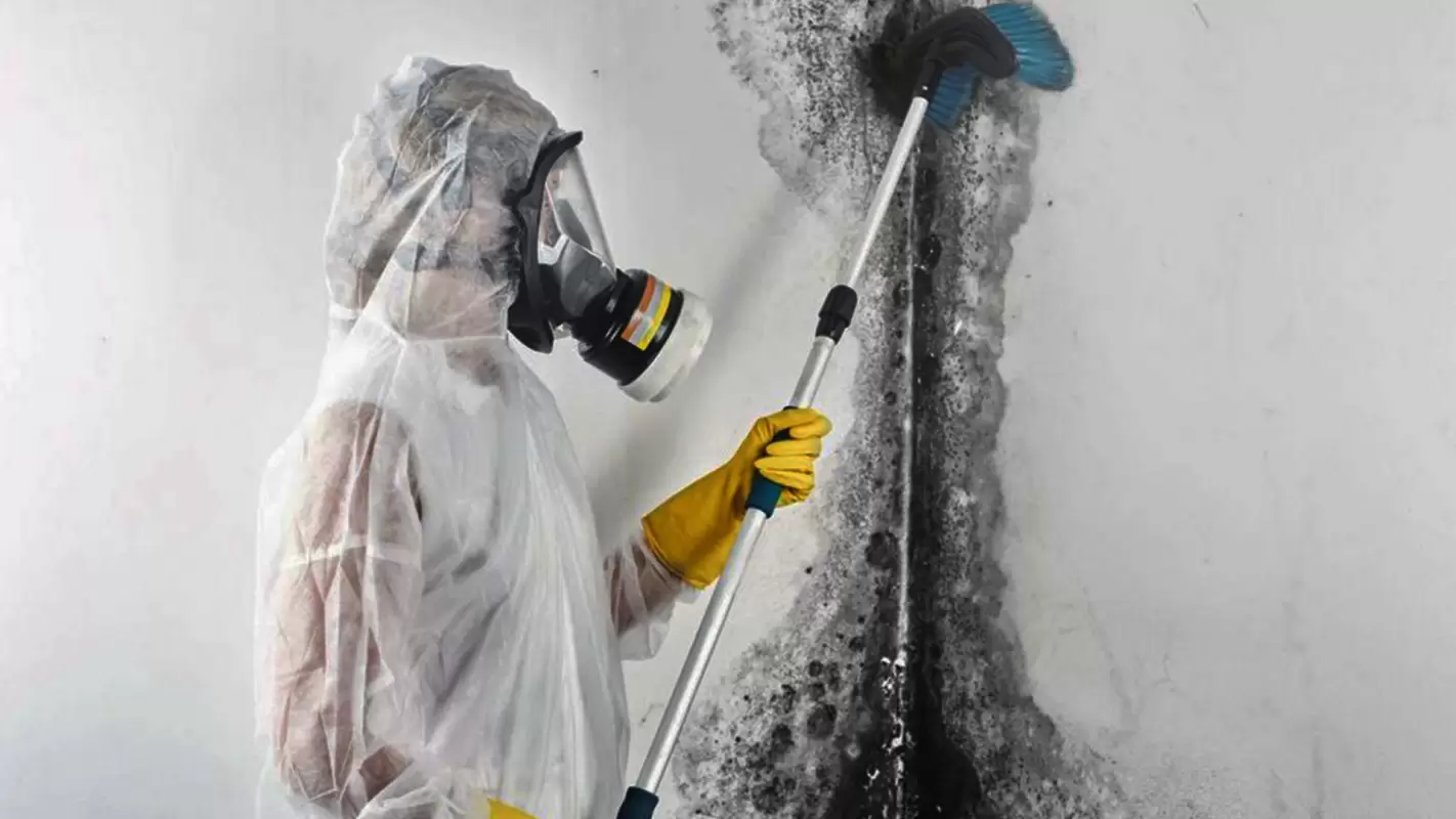 Green Home Solutions Render Expert Mold Removal Services in Sugar