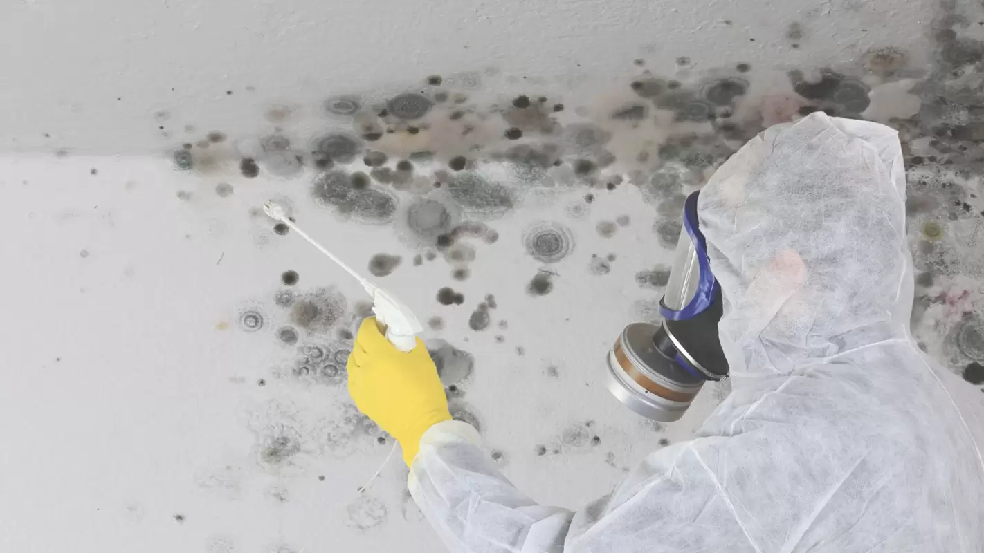 Our Mold Remediation Services are Fuelled by Years of Experience Bolingbrook, IL