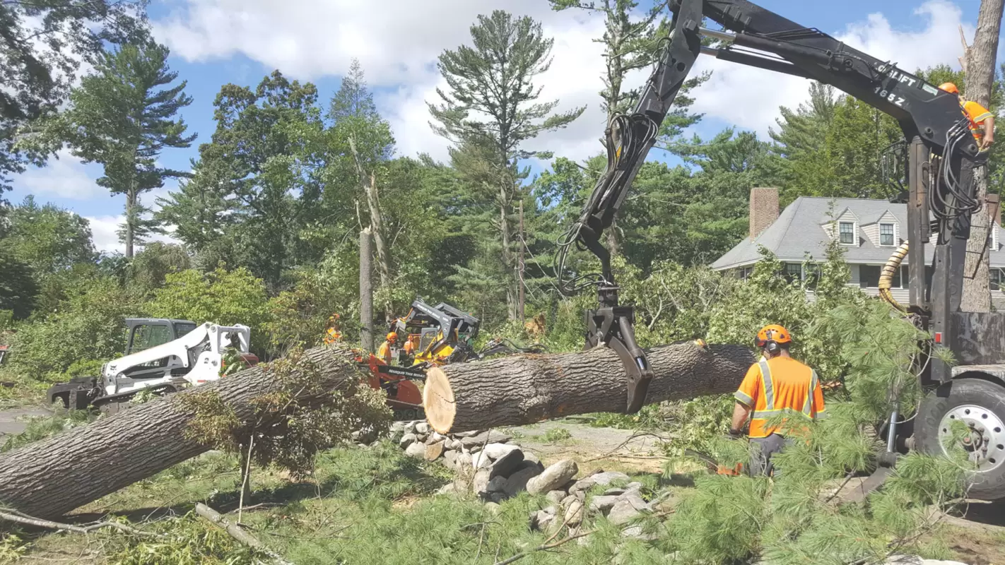 Is “Commercial Tree Service Near Me” What You Are Searching for? Calhoun, LA