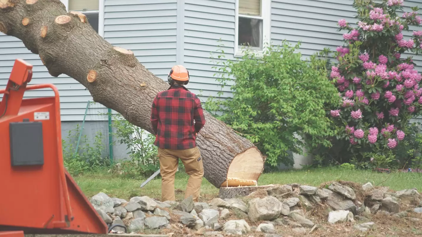 Tree Removal Services for a Clean & Safe Lawn! Monroe, LA