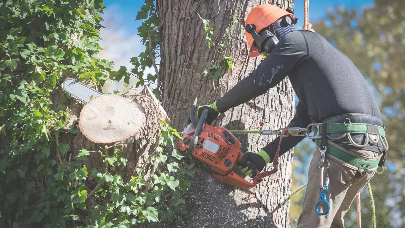 Trust Us for Residential Tree Services