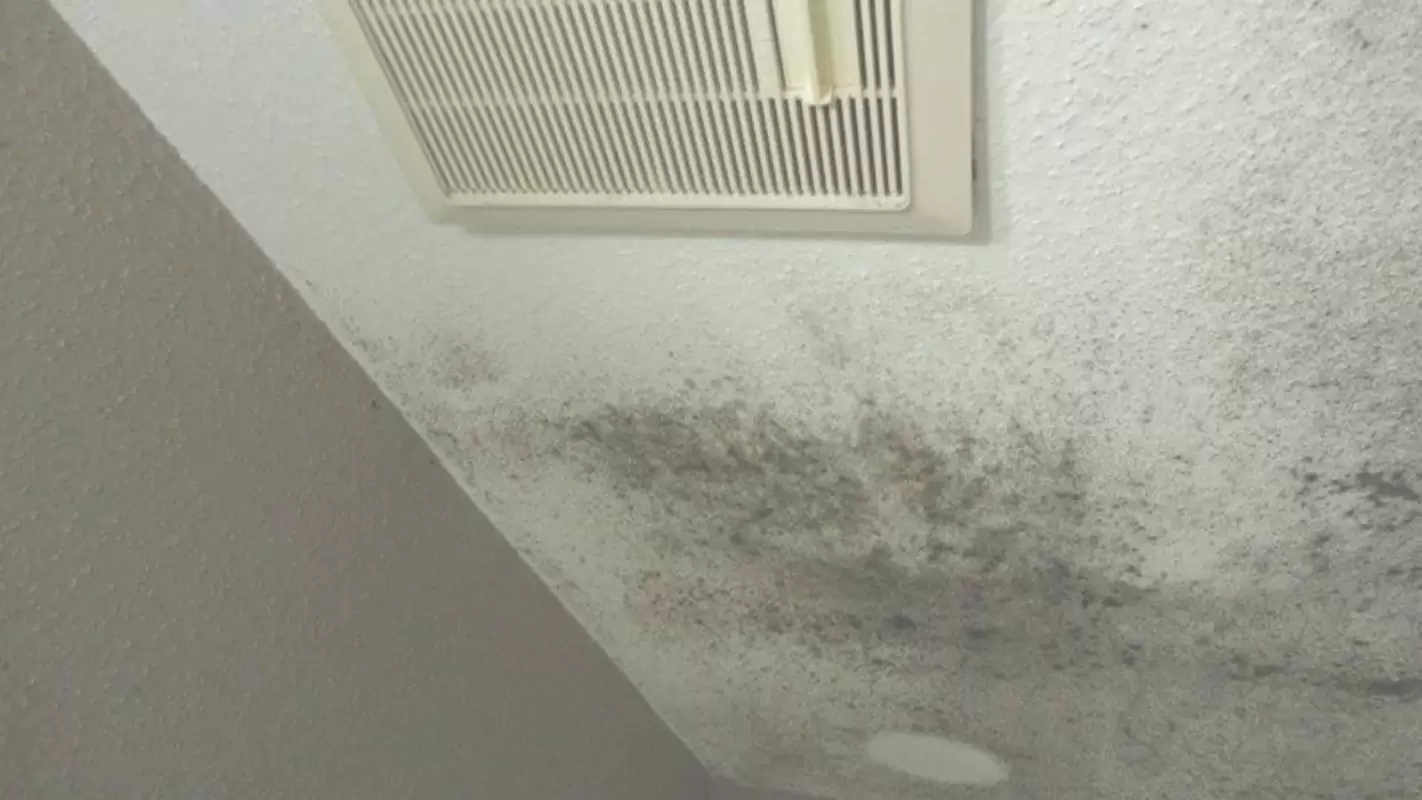 Get Rid of Mold at The Best Mold Testing Cost