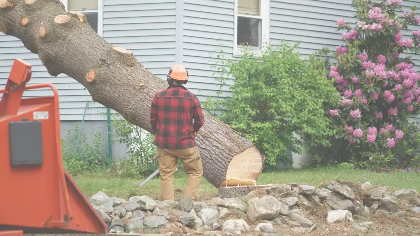 Offering State-of-The-Art Tree Service in Your City!