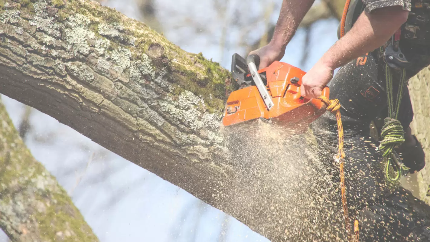 Tree Removal Services That You Can Rely On!