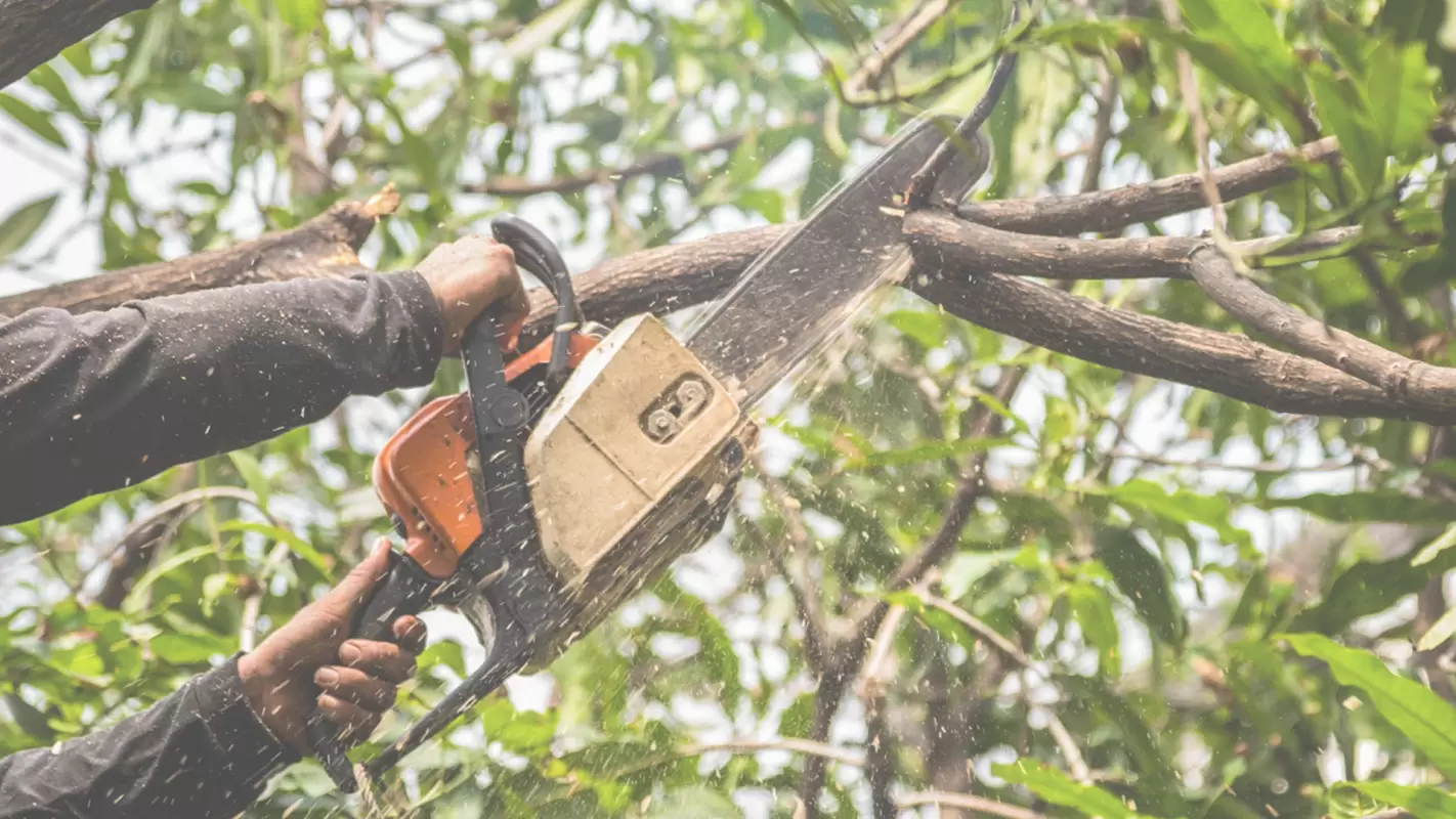 Let The Best Tree Trimming Company in Myrtle Beach Handle Your Trees!