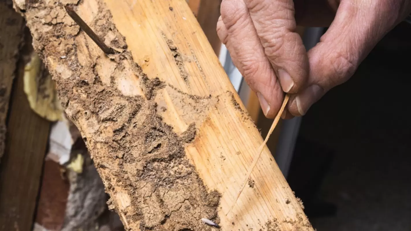 Termite Inspection - Protect Your Home from Hidden Dangers