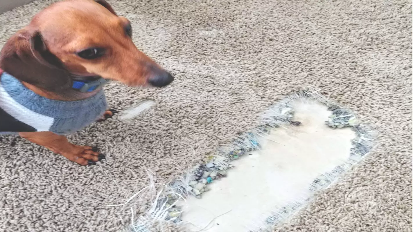 Affordable Carpet Repair Services that Won’t Break the Bank!