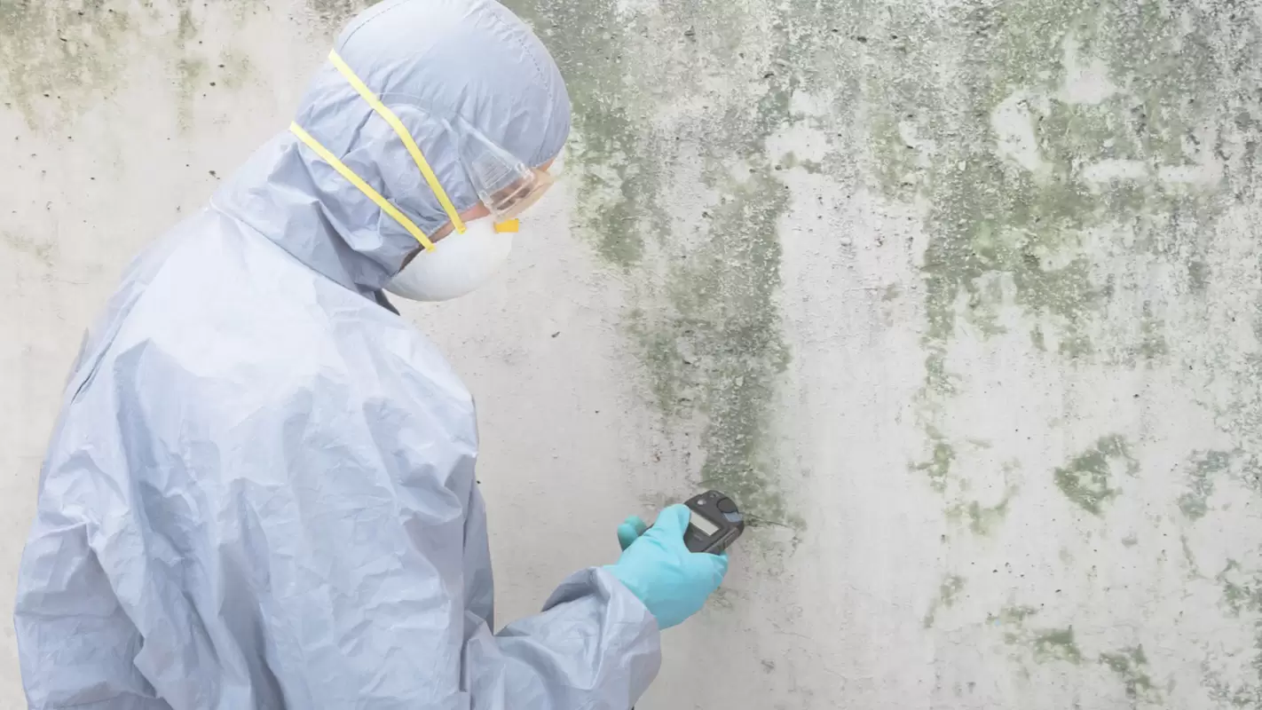 Mold Remediation Contractors - We're Your Mold Solution Experts