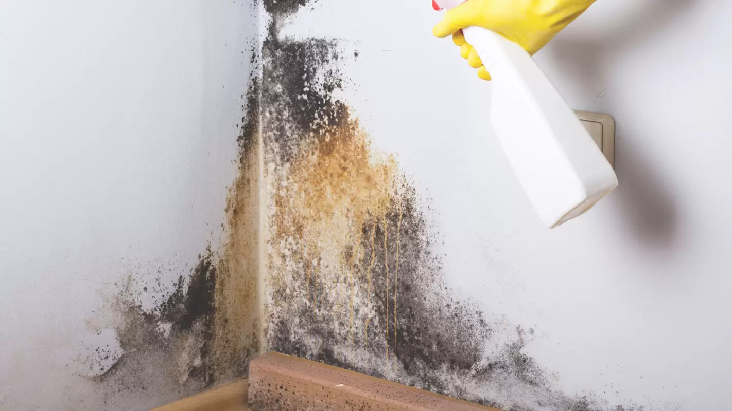 We Offer Residential & Commercial Mold Removal Services
