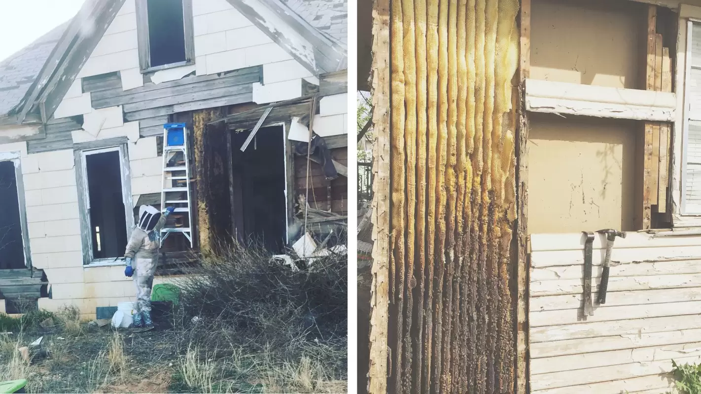 Bee Removal Services – Remove the Bees, But Not the Honey! Big Spring TX