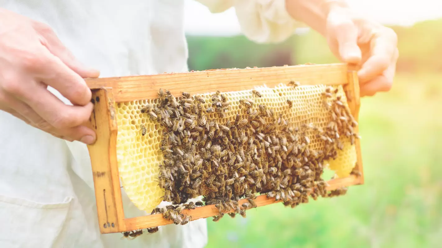 Honey Bee Relocation Services – Save the Bees, Relocate them Safely Big Spring TX